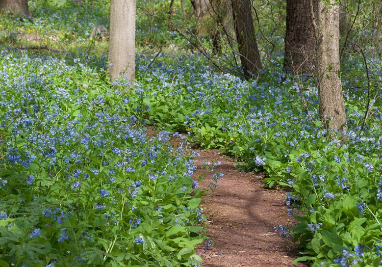 Wildflower & Native Plant Gardens, United States